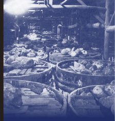 味噌醸造について